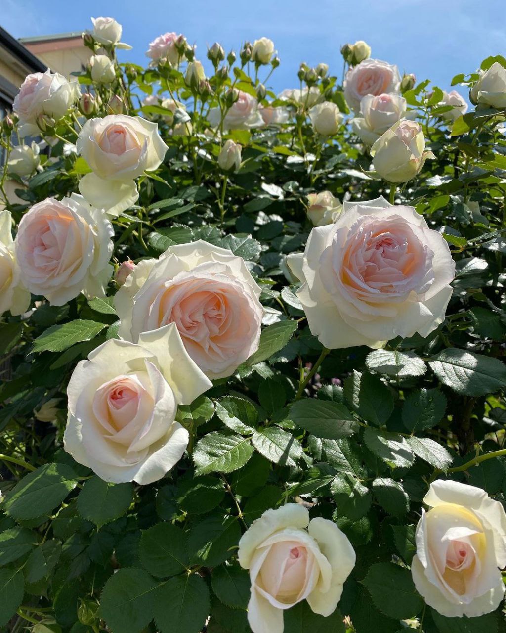 роза пьер де ронсар цикламен фото