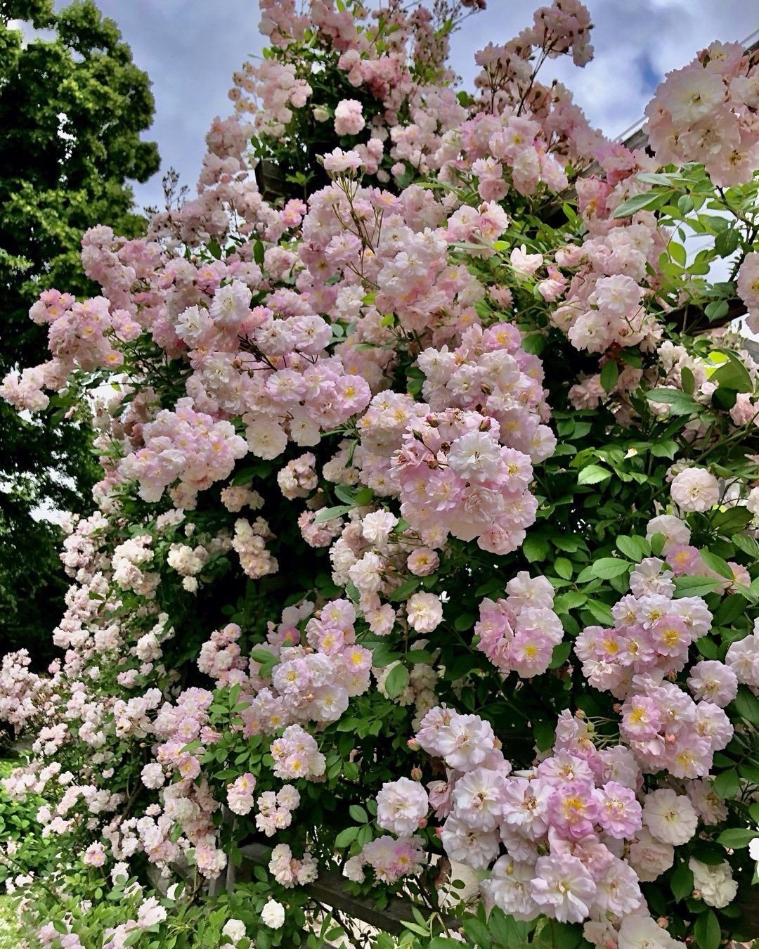 Роза Цикламен Пьер де Ронсар (Cyclamen Pierre de Ronsard) – Растения 26